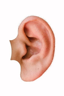 Výsledek obrázku pro ucho