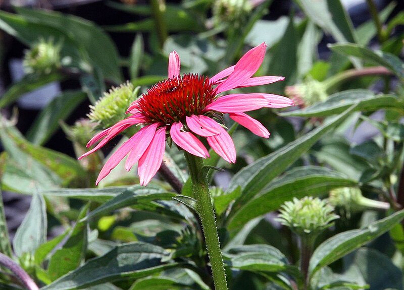 File:Echinacea Twilight 11zz.jpg