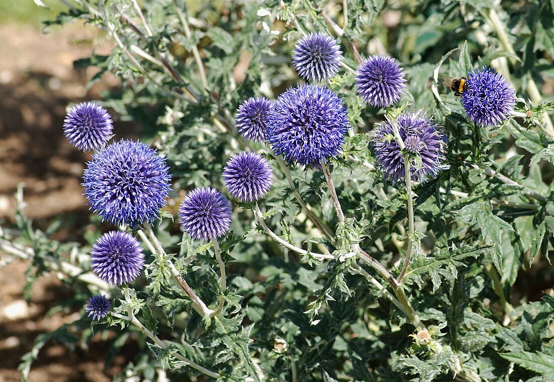 Echinops ritro