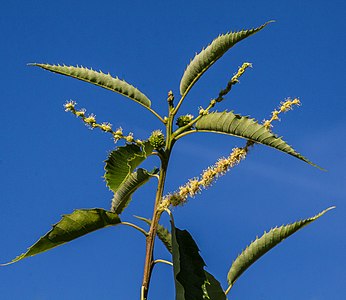 Flowering sweet chestnut