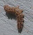 Eilema caniola larva