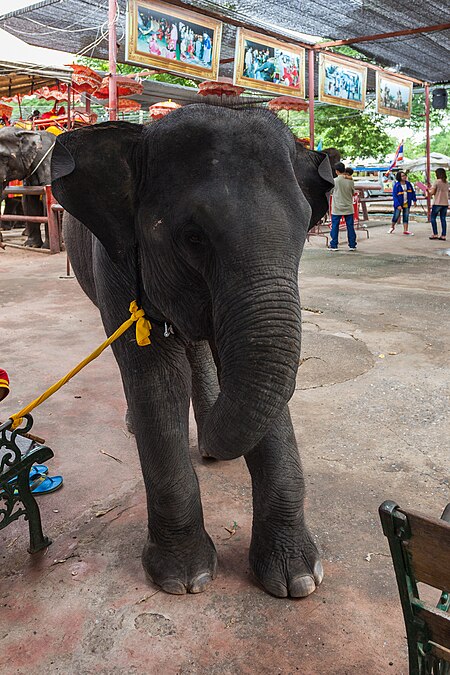 ไฟล์:Elefantes, Ayutthaya, Tailandia, 2013-08-23, DD 09.jpg