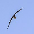 * Nomination Eleonora's falcon (Falco eleonorae) --Charlesjsharp 09:21, 2 September 2021 (UTC) * Decline  Oppose Not sharp. --Steindy 00:04, 3 September 2021 (UTC)