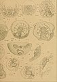 Embryologie von Physa fontinalis L. (1905) (21258778116).jpg