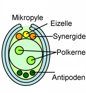 Der Embryosack oder Megagameto