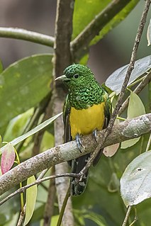 African emerald cuckoo Species of bird