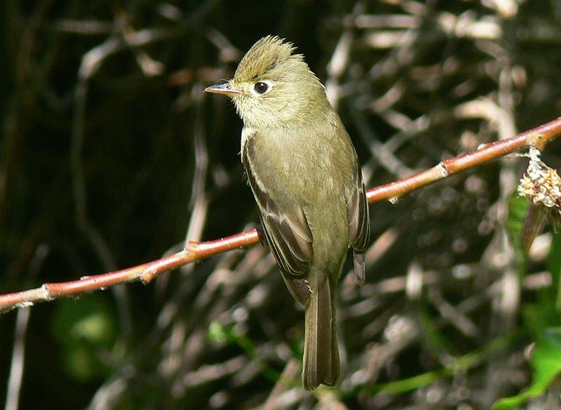 File:Empidonax difficilis1.jpg