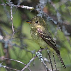 Empidonax flaviventris GJ.jpg