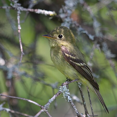 Tập_tin:Empidonax_flaviventris_GJ.jpg