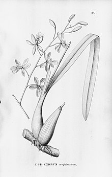 Encyclia advena (sebagai Epidendrum megalanthum) - Fl. Br. 3-5-020.jpg