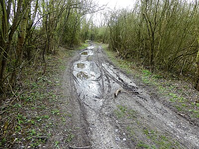 Chemin entre Lesquielles et Guise