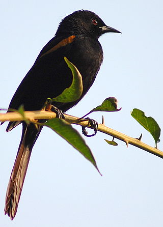 <span class="mw-page-title-main">Variable oriole</span> Species of bird