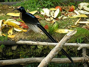 Bird-Of-Paradise