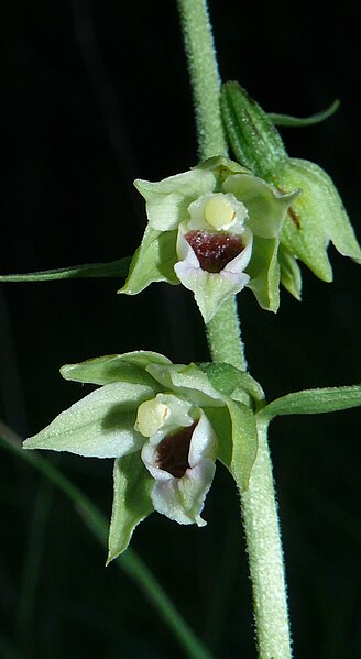 File:Epipactis muelleri 290608.jpg