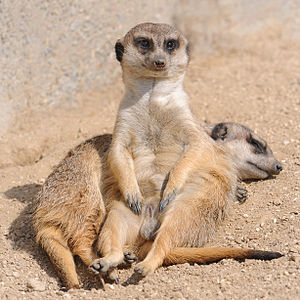 Suricata suricatta (Meerkats)