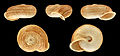 * Nomination Shell of a Moroccan land snail, Eremina linanprietoae --Llez 21:44, 13 February 2016 (UTC) * Promotion Good quality. --Jacek Halicki 21:46, 13 February 2016 (UTC)