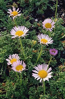 <i>Erigeron trifidus</i> Species of flowering plant