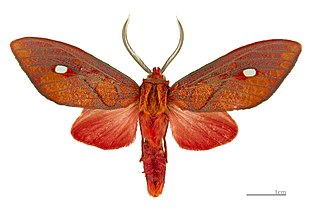 <i>Ernassa</i> Genus of moths