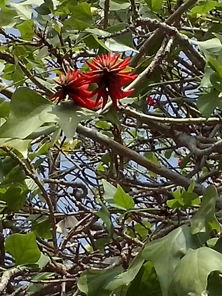 File:Erythrina corallodendrum raanana 01.jpg