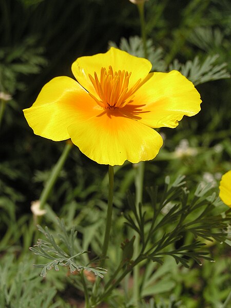 File:Eschscholzia californica in Sedovo 006.jpg