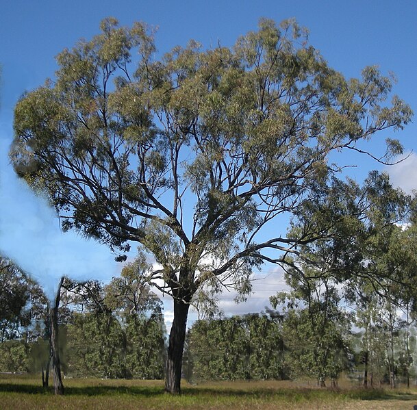 File:Eucalyptus crebra tree.jpg