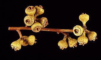 fruit Eucalyptus mannensis fruit.jpg