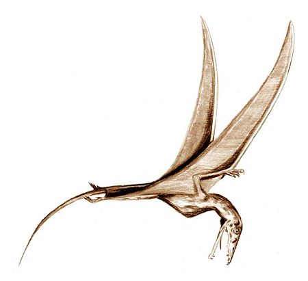 Tập_tin:Eudimorphodon_BW.jpg