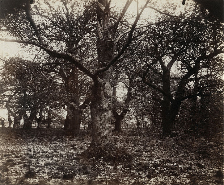 File:Eugène Atget - Châtaigniers - Google Art Project.jpg