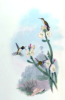 <span class="mw-page-title-main">Chilean woodstar</span> Species of hummingbird