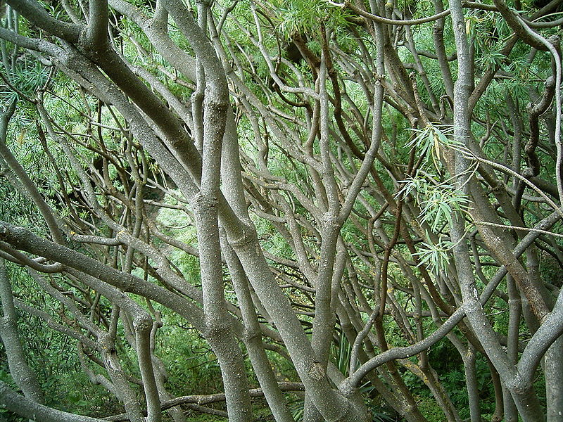 File:Euphorbia regis-jubae (Cueva del Belmaco) 02.jpg