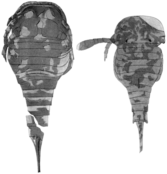 File:Eurypterus ranilarva fossil 2.png