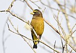 Thumbnail for File:Evening Grosbeak 2865m.jpg