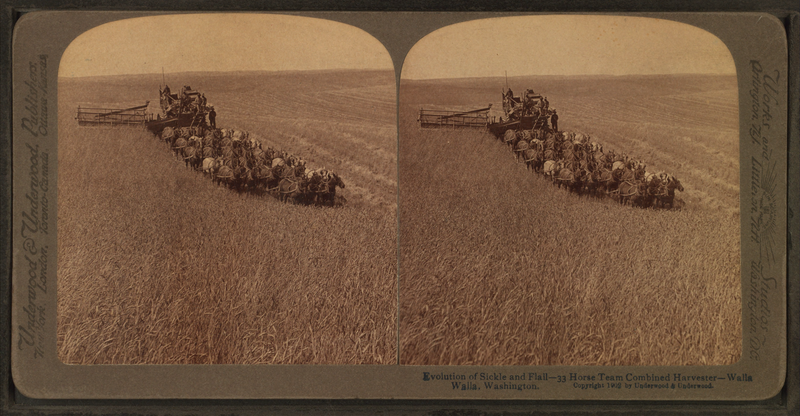 File:Evolution of the sickle and flail, 33 horse team combined harvester, Walla Walla, Washington, from Robert N. Dennis collection of stereoscopic views 2.png