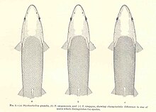 The image shows 3 species of fish. The third one towards the right is umpqua pikeminnow. The species are differentiated by the size of their scales.