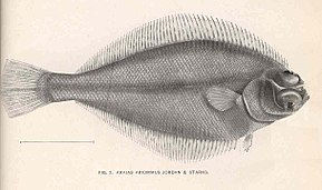 Az FMIB 41168 Araias ariommus Jordan & Starks.jpeg képének leírása.