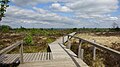 Fange de Malchamps am westlichen Rande des Hohen Venns