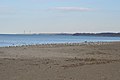 Fairport Harbor gull flock on beach.jpg