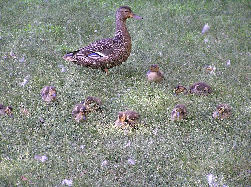 File:Female mallard with ducklings.jpg