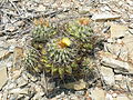 Ferocactus echidne (5780227953).jpg