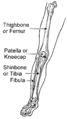 Fibula (PSF).png