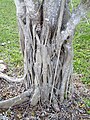 Ficus aurea (Florida strangler fig) (Sanibel Island, Florida, USA) 5 (25511095631).jpg