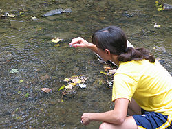 Женщина берет образцы вода из реки. 