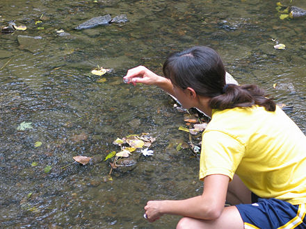 An environmental science program – a student from Iowa State University sampling water