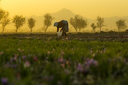 260px-Fields_of_Razavi_Khorasan_Province_2.jpg