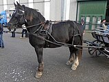 TPR (Cavallo Agricolo Italiano da Tiro Pesante Rapido) in harness, photographed at Fieracavalli, Verona, Italy, on 9 November 2014.