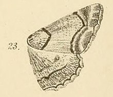 Fig.23-Omphalucha maturnaria (Möschler, 1884) (Boarmia) .JPG