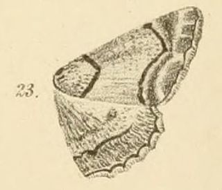 <i>Omphalucha</i> Genus of moths