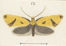 Illustration by George Hudson. Fig 12 MA I437628 TePapa Plate-XXIX-The-butterflies full (cropped).jpg