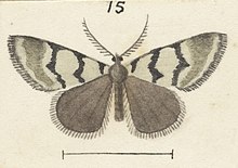 Illustration of adult male by G. Hudson. Fig 15 MA I437614 TePapa Plate-XV-The-butterflies full (cropped).jpg