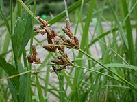 Fimbristylis dichotoma